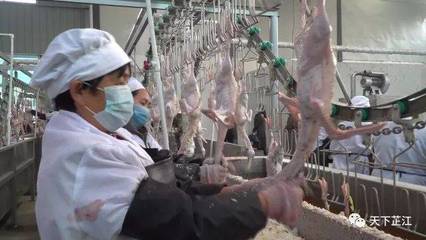 明友食品 年屠宰300萬羽芷江鴨項目投產，填補白條鴨市場空白，助力農副產品銷售升級
